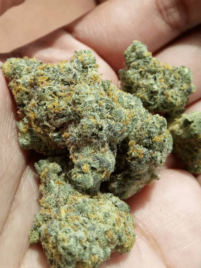 Koop RS 11 Strain - Image 2
