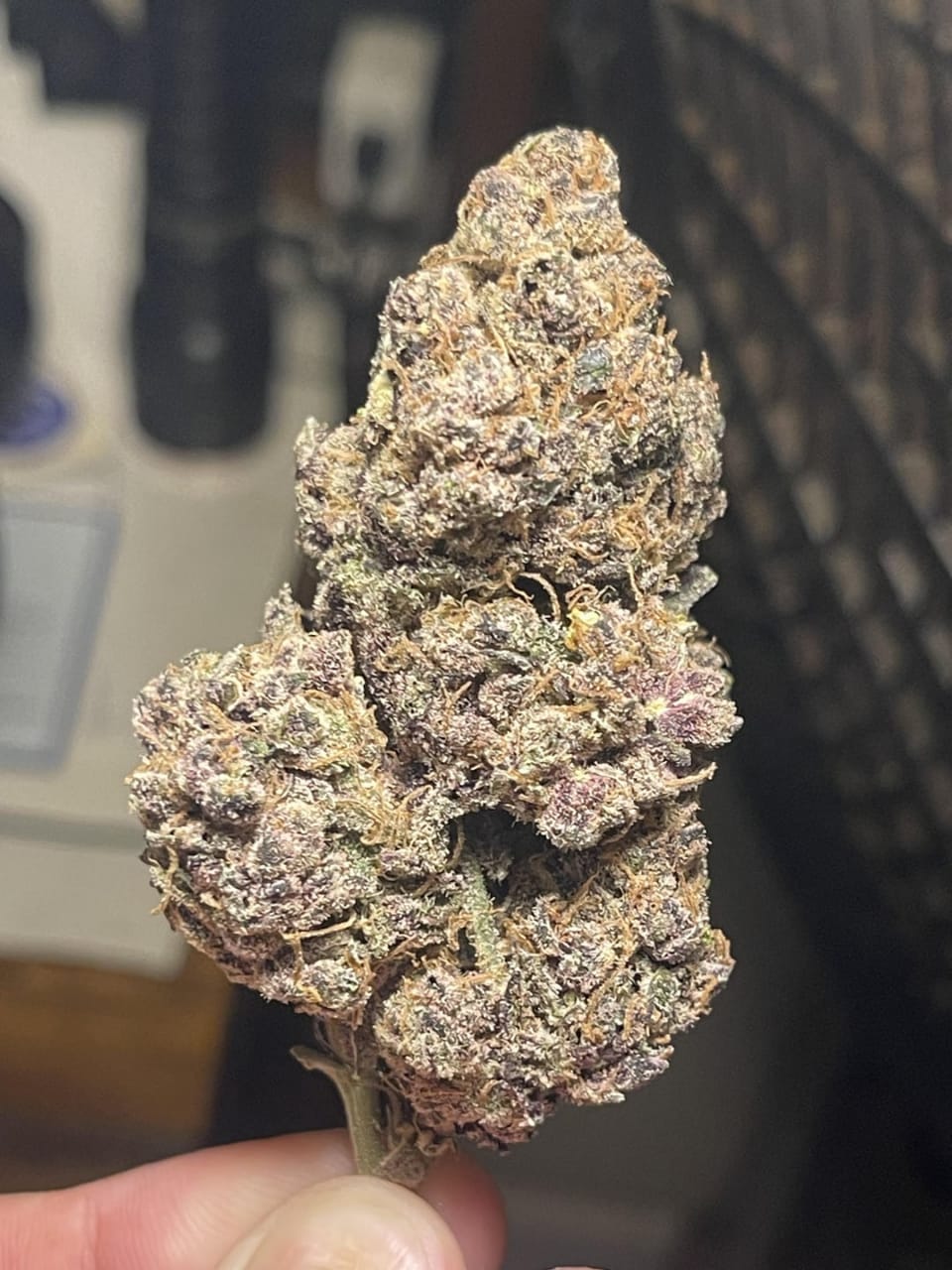 Koop Bubblegum Runtz