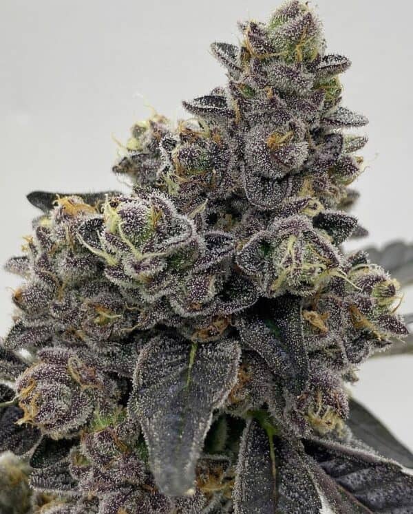 Koop White Cheetoz Strain,White Cheetoz wiet bestellen NL