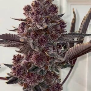 Koop Tropicana Cherry Strain