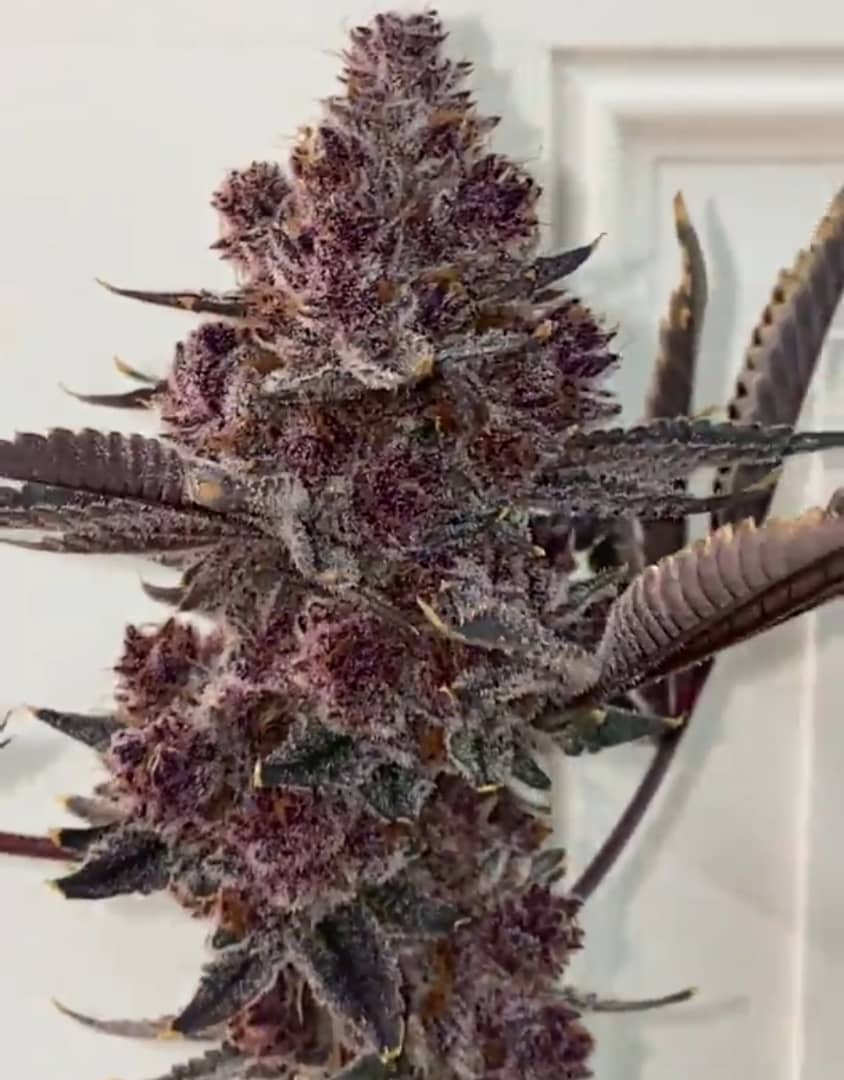 Koop Tropicana Cherry Strain
