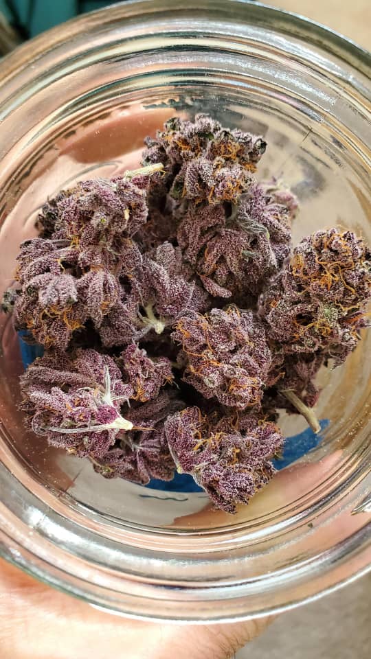 Koop Tropicana Cherry Strain - Image 2