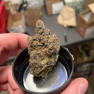 Koop Jealousy Strain