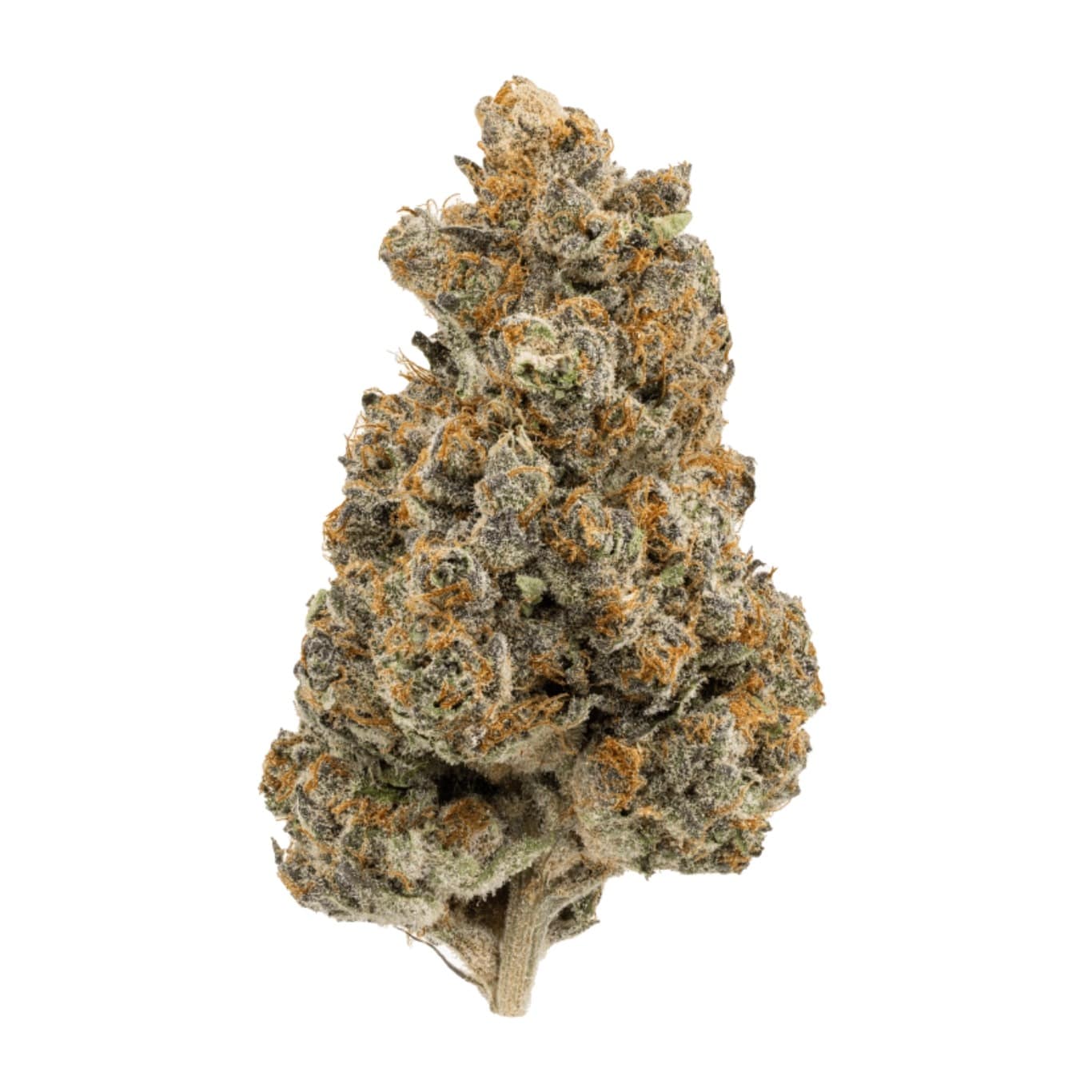 Koop RS 11 Strain