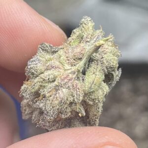 Koop ShortCake Runtz,runtz x litty strawberry shortcake,rainbow runtz strain