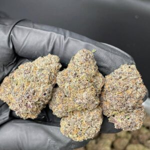 Koop Zaza strain